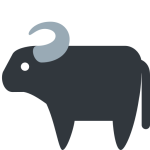 Water Buffalo