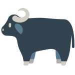 Water Buffalo