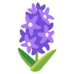 Hyacinth