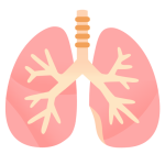 Lungs