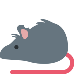 Rat