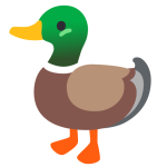 Duck