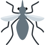 Mosquito