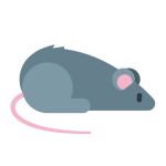 Rat