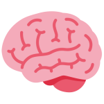 Brain