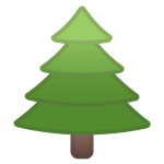 Evergreen Tree