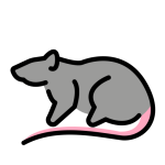 Rat